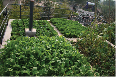 屋顶绿化屋顶菜园