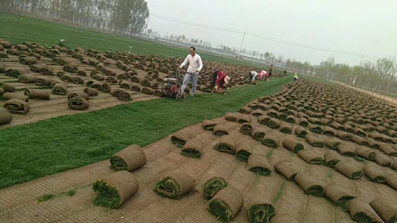 济南草坪卷/山东草坪卷/济南草坪卷生产基地/山东草坪卷生产基地